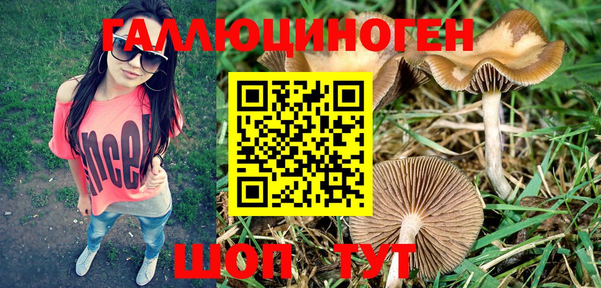 Псилоцибиновые грибы Cubensis Сухой Лог
